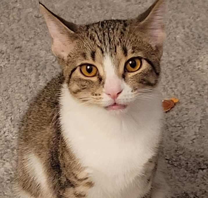Photo of Sesame