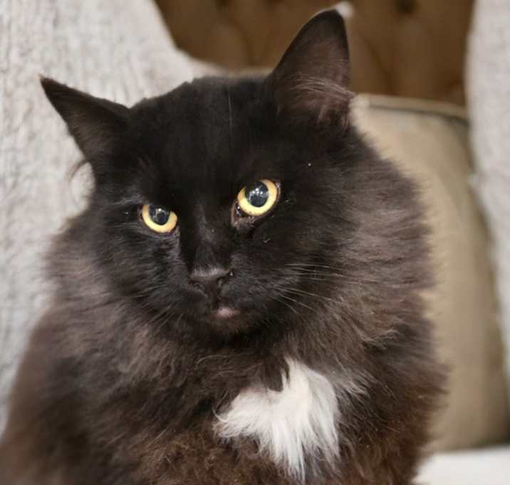 Photo of Pierogi