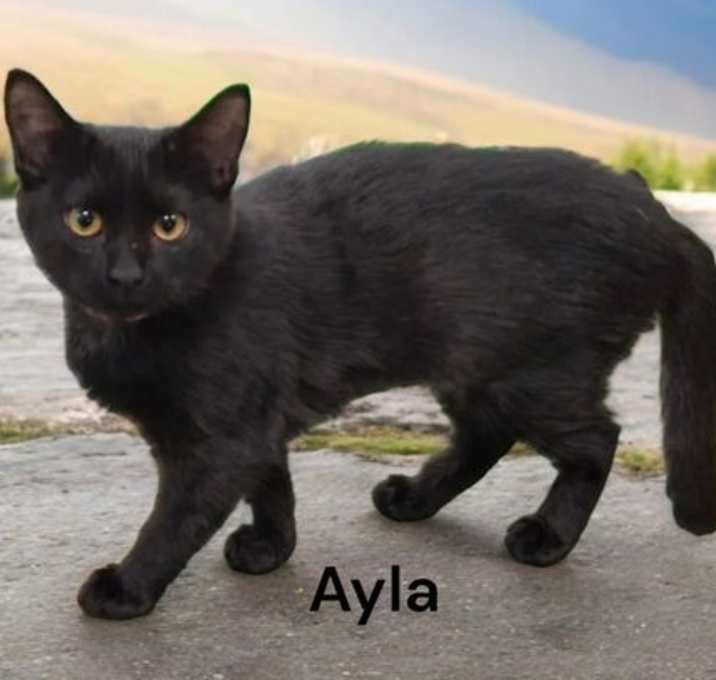 Photo of Ayla