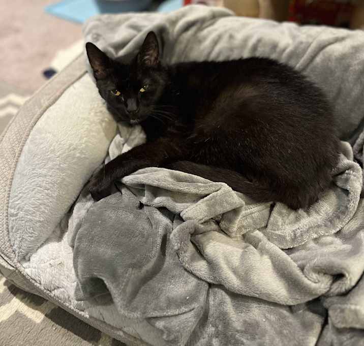 Photo of Morticia