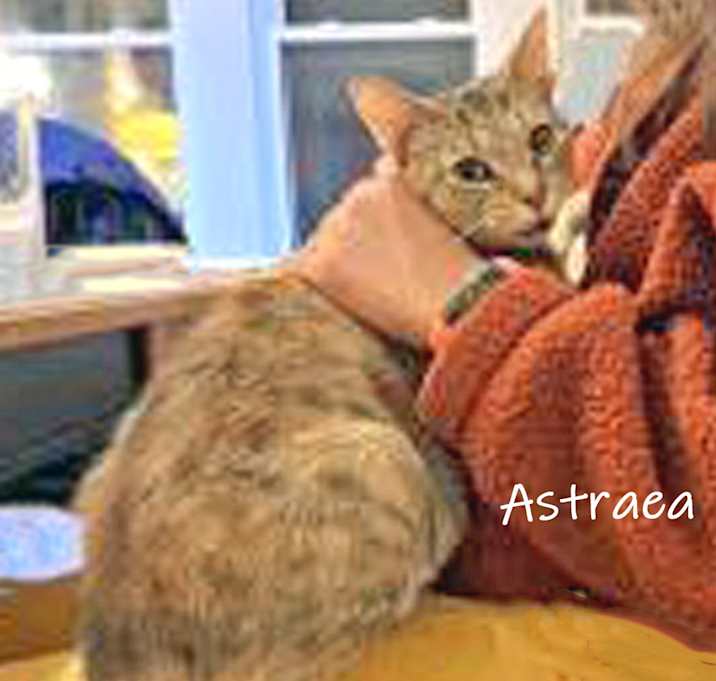 Photo of Astraea