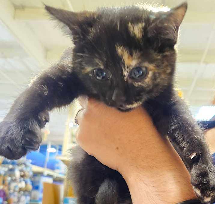 Photo of Ivy