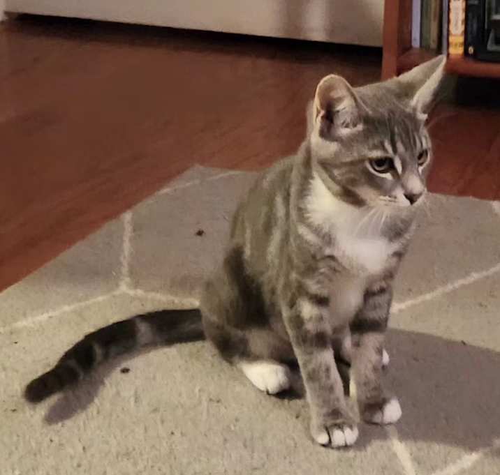 Photo of Gracie