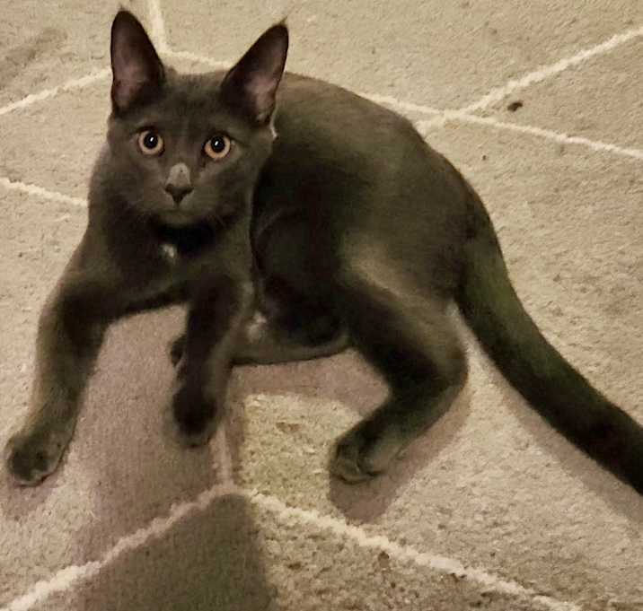 Photo of Grayson