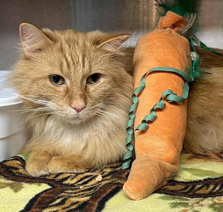 Photo of Carrot