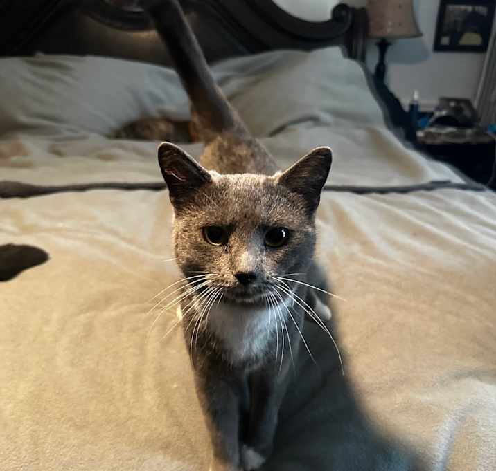 Photo of Mittens