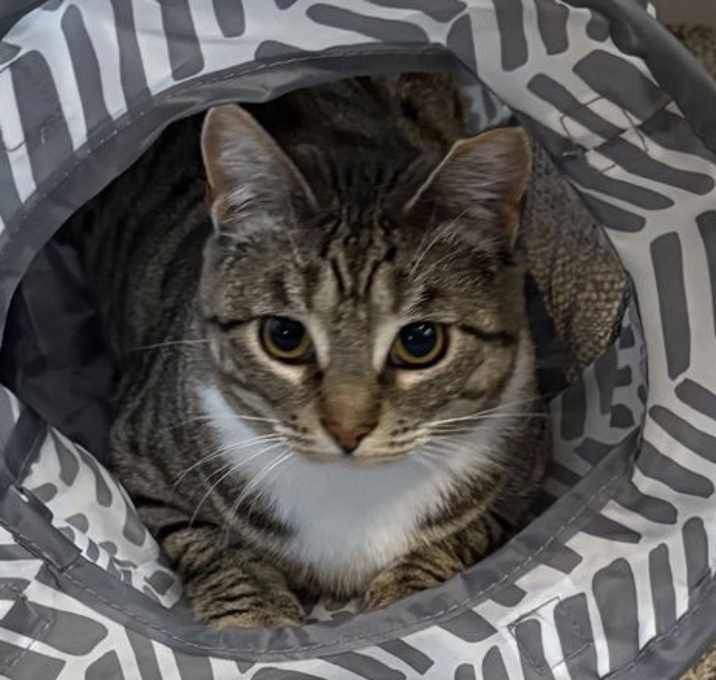Photo of Sugar - Lap Kitten