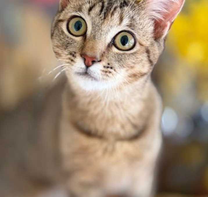 Photo of Miss Maple - Sweet Girl