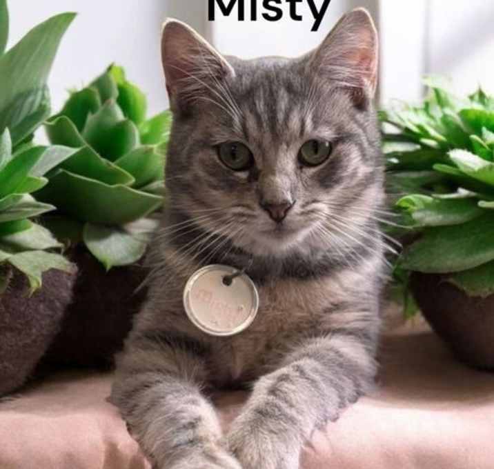 Photo of Misty