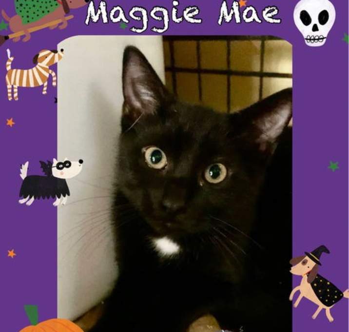 Photo of *Maggie Mae (1/2' white spot on chest)
