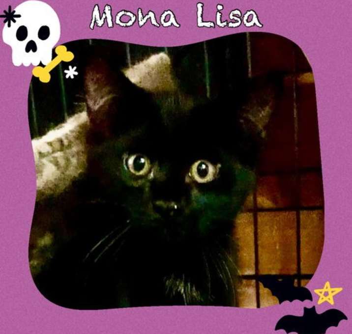 Photo of *Mona Lisa (Sm white spot on chest)