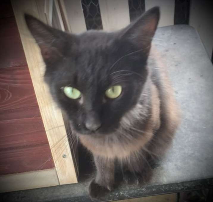 Photo of Willow
