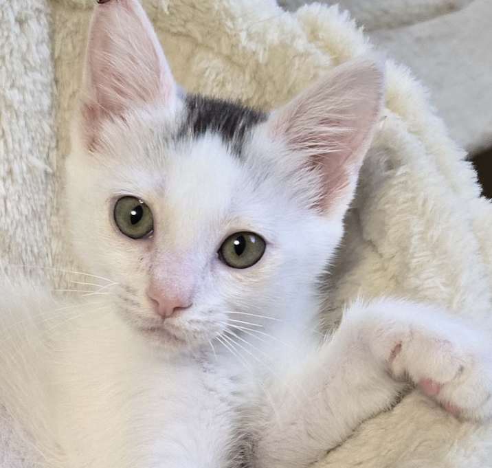 Photo of Angel