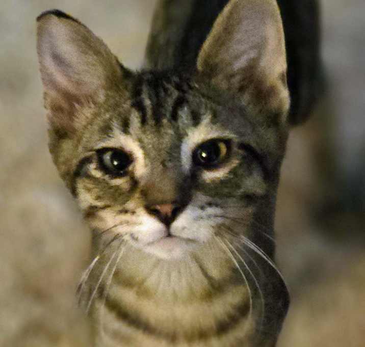 Photo of Tiny Tim