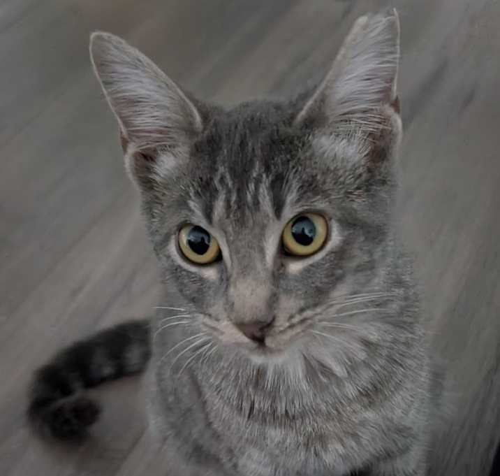 Photo of Satin