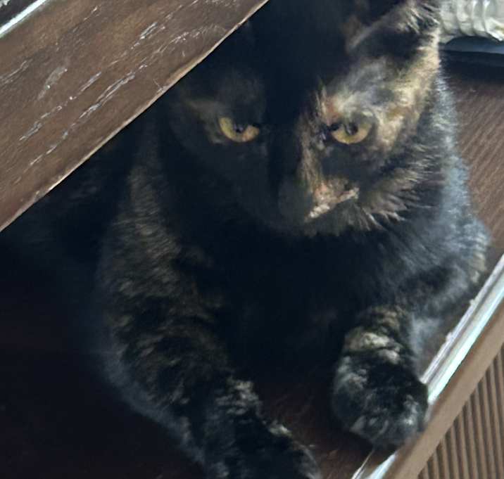 Photo of LUCY