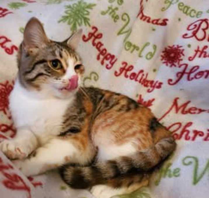 Photo of Cali Claus