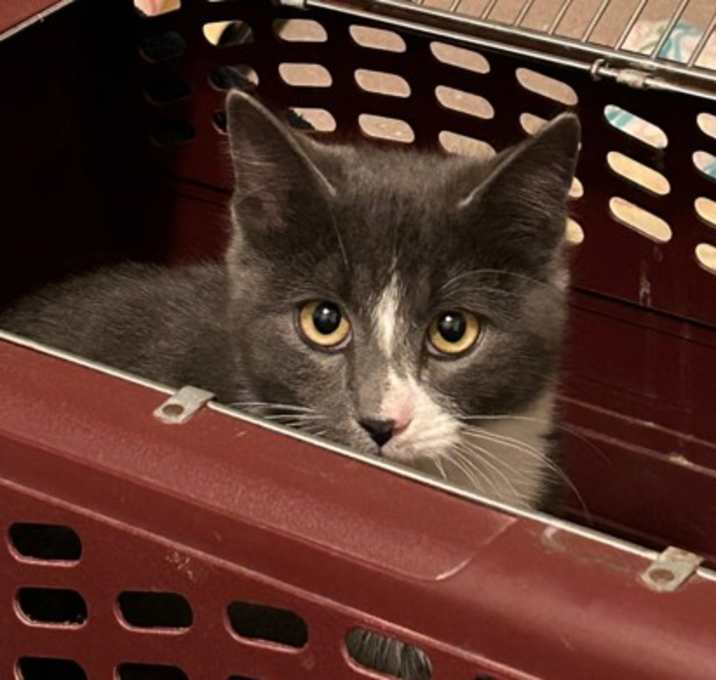 Photo of Hidey Houdini