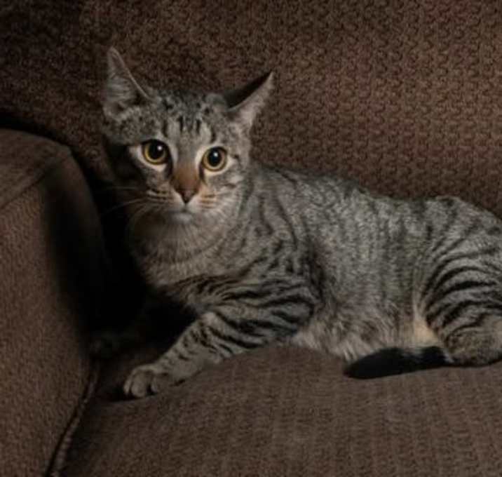 Photo of Stumpy
