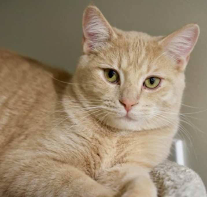 Photo of Simba 2