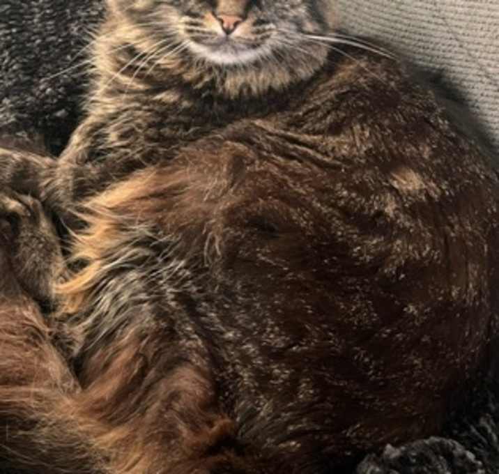 Photo of Dessi IN FOSTER