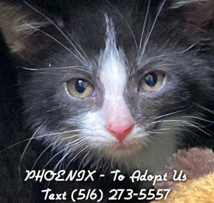 Photo of Phoenix
