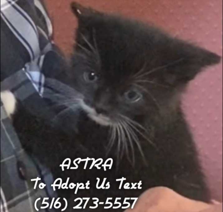Photo of Astra
