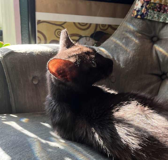 Photo of Jinx