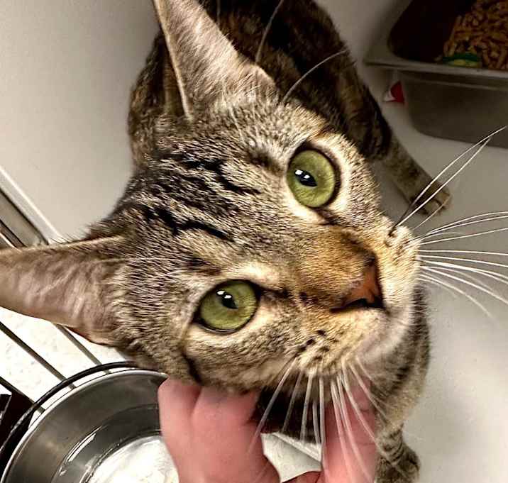 Photo of Tabitha
