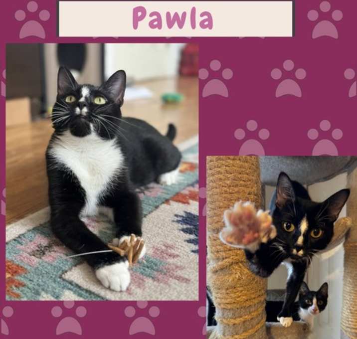 Photo of Pawla the Polydactyl