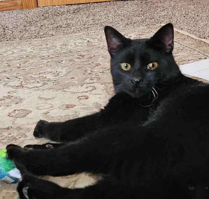 Photo of Shadow