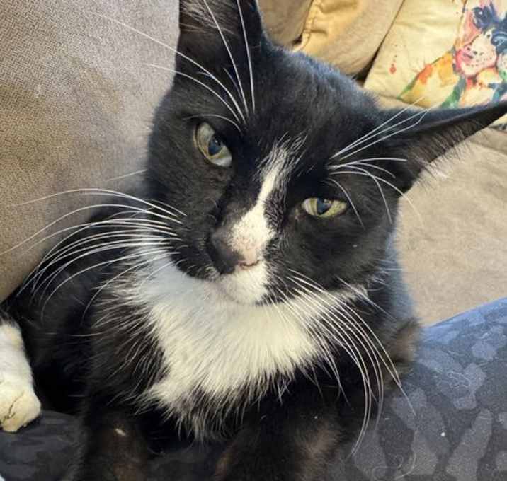 Photo of Oreo