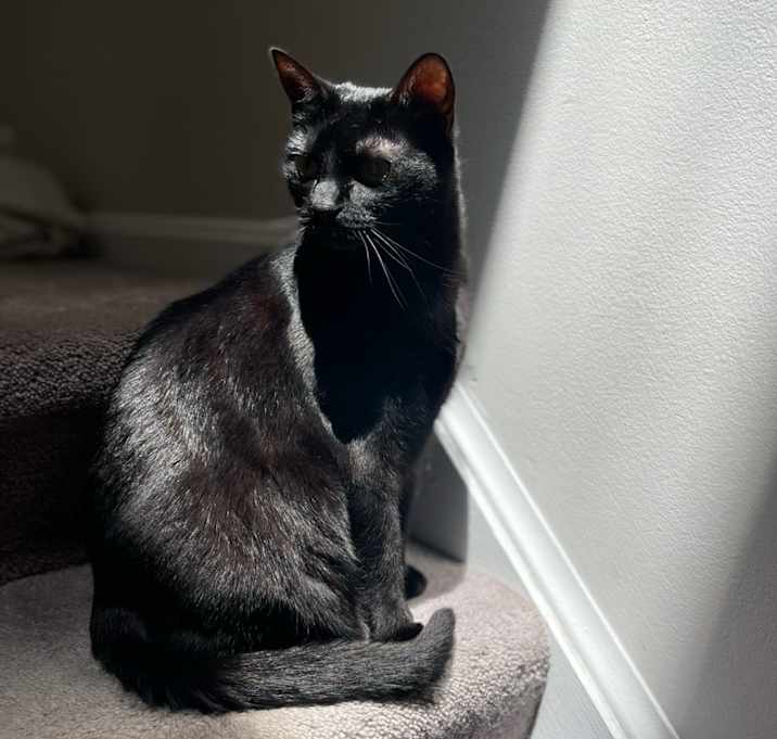 Photo of Sweetie