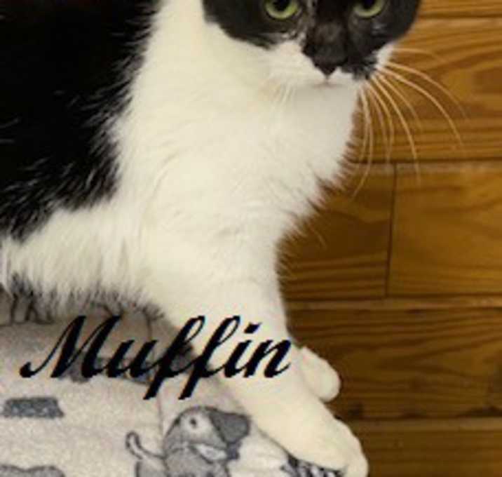 Photo of Muffin