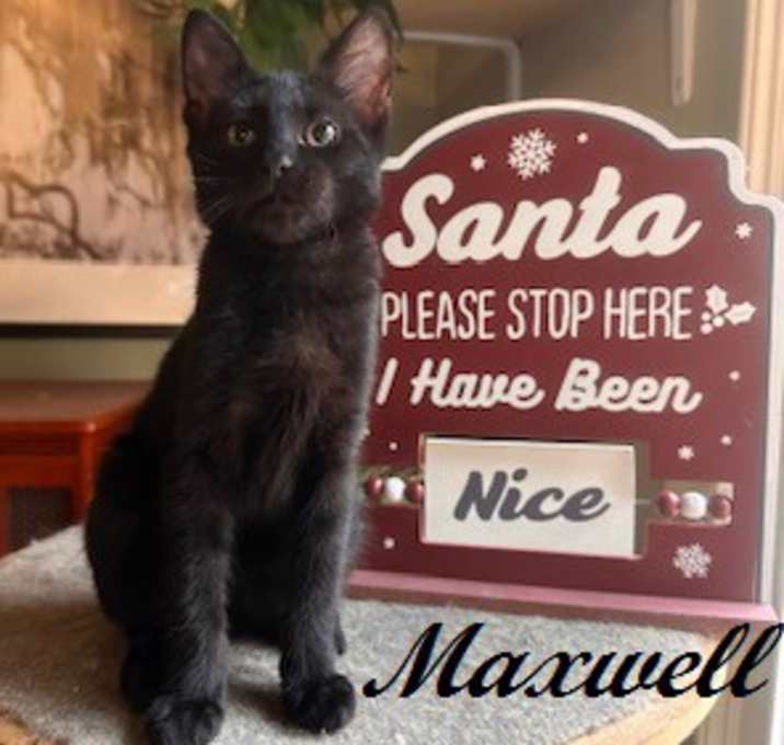 Photo of Maxwell
