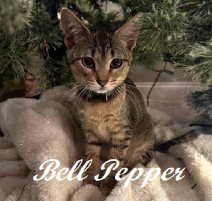 Photo of Bell Pepper