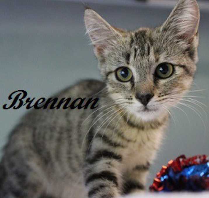 Photo of Brennan