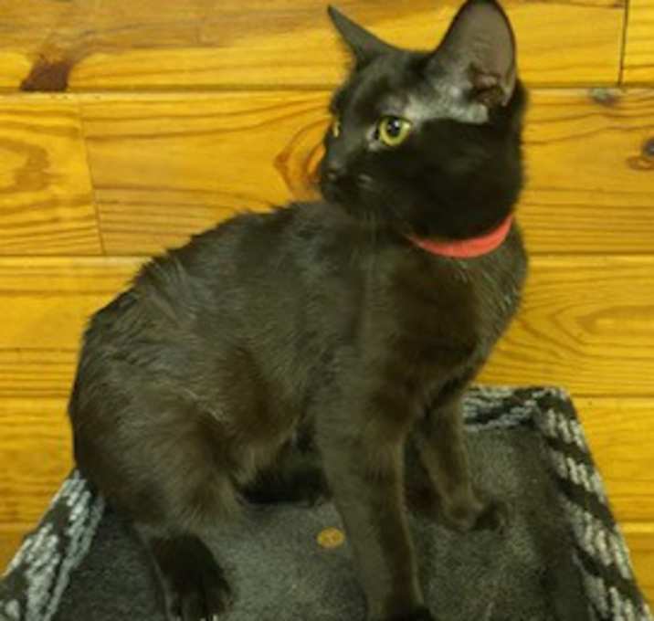 Photo of Vega