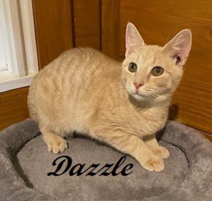 Photo of Dazzle
