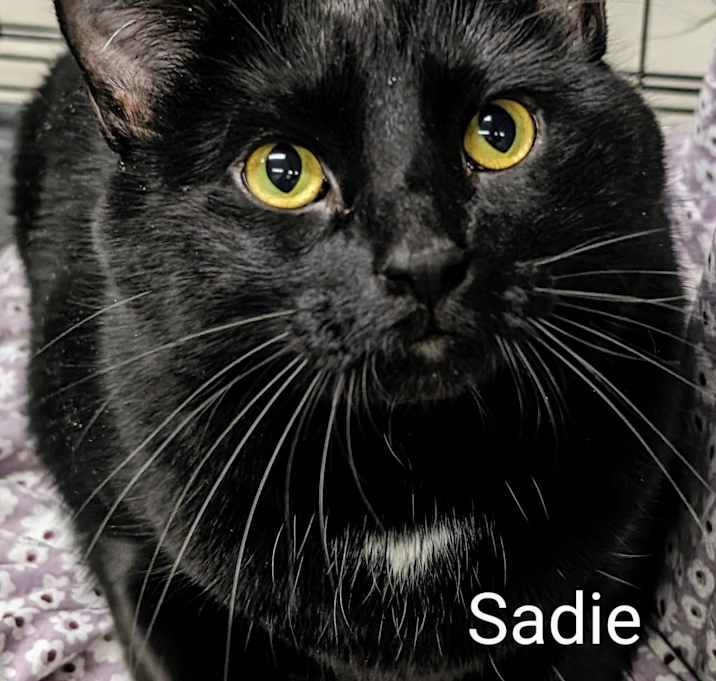 Photo of Sadie
