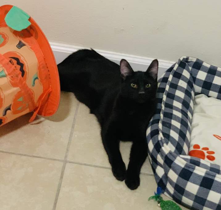 Photo of Panther