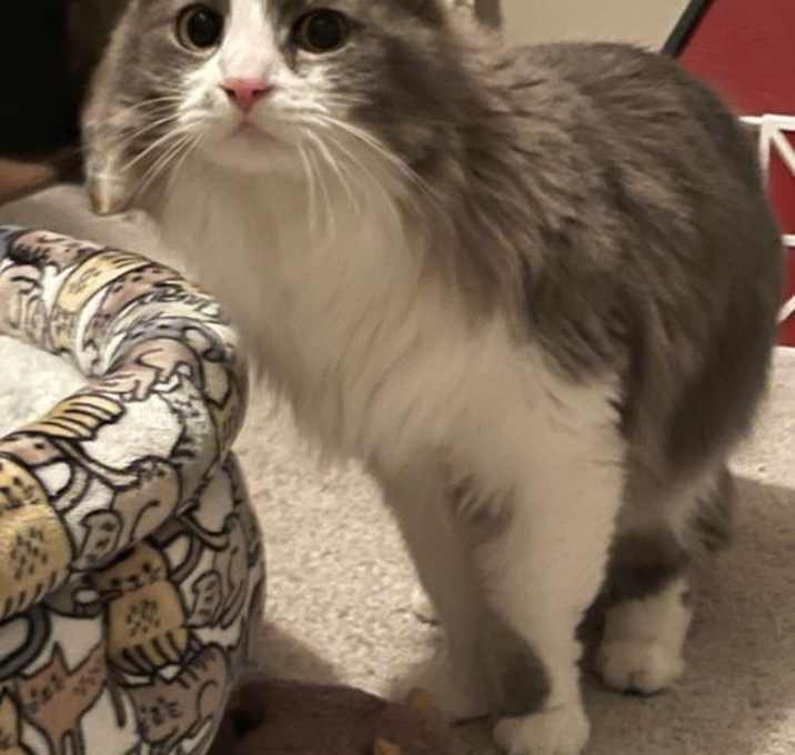 Photo of Lennox