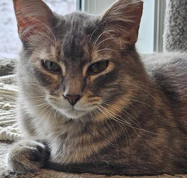 Photo of Raccoon
