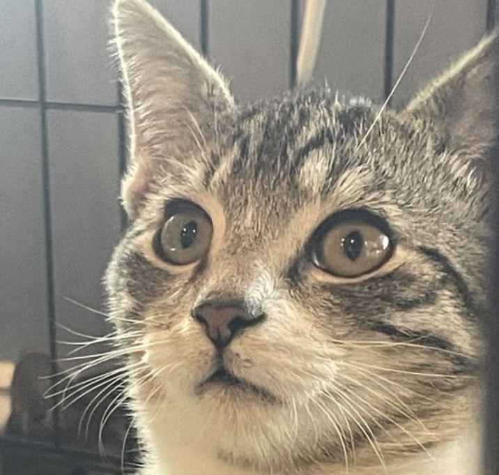 Photo of Baxter