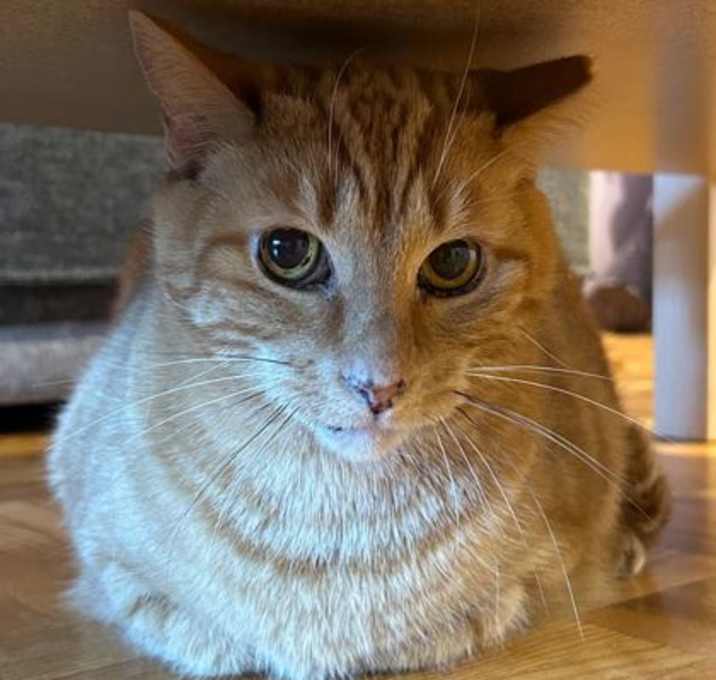 Photo of Sherlock *MUST BE ADOPTED WITH