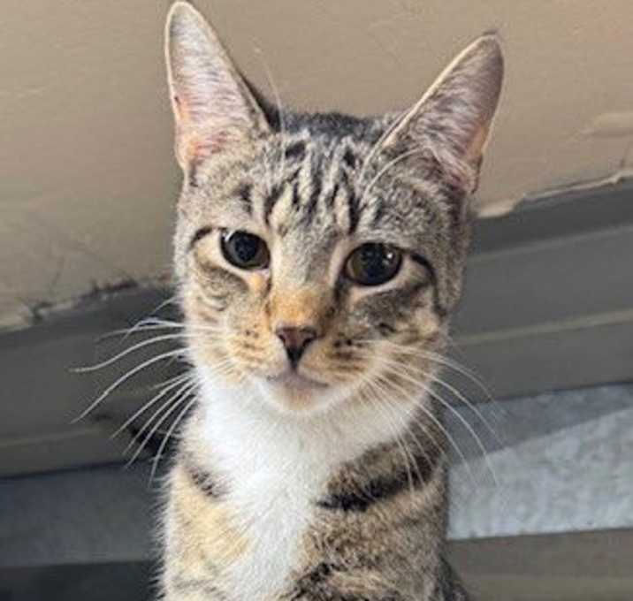 Photo of Hamilton