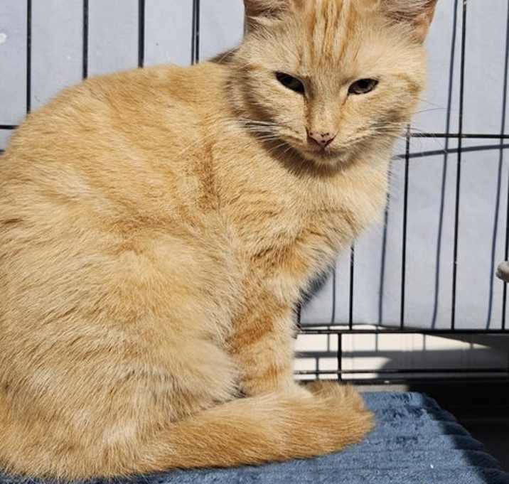 Photo of Mango