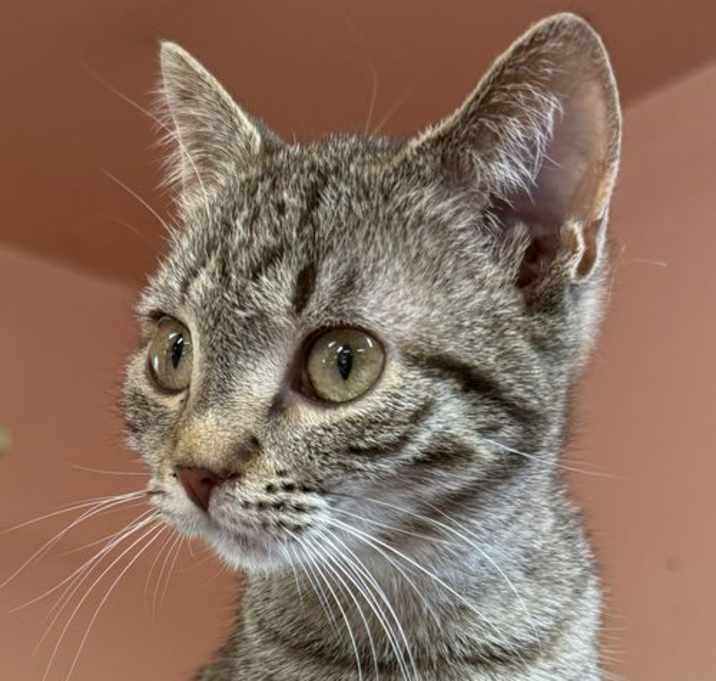 Photo of Ophelia