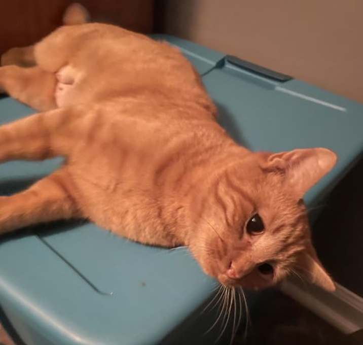 Photo of Butternut