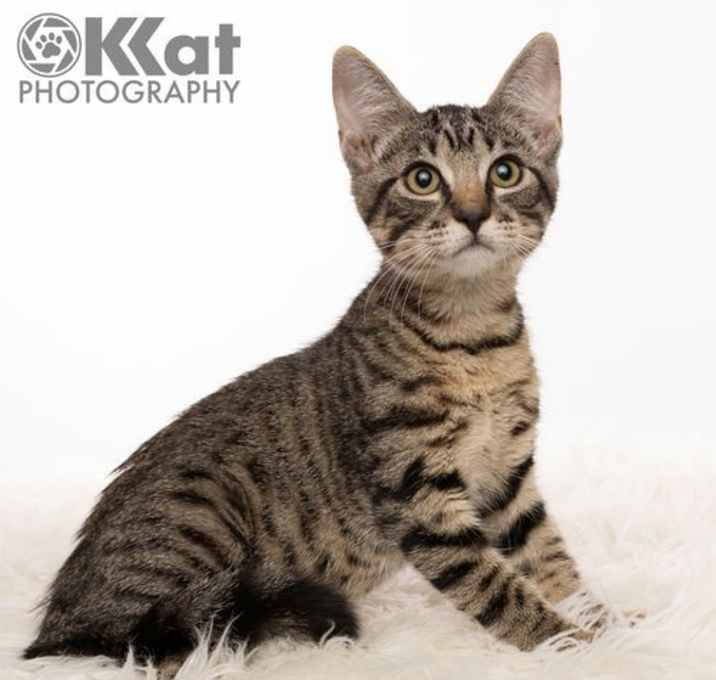 Photo of Mesalina